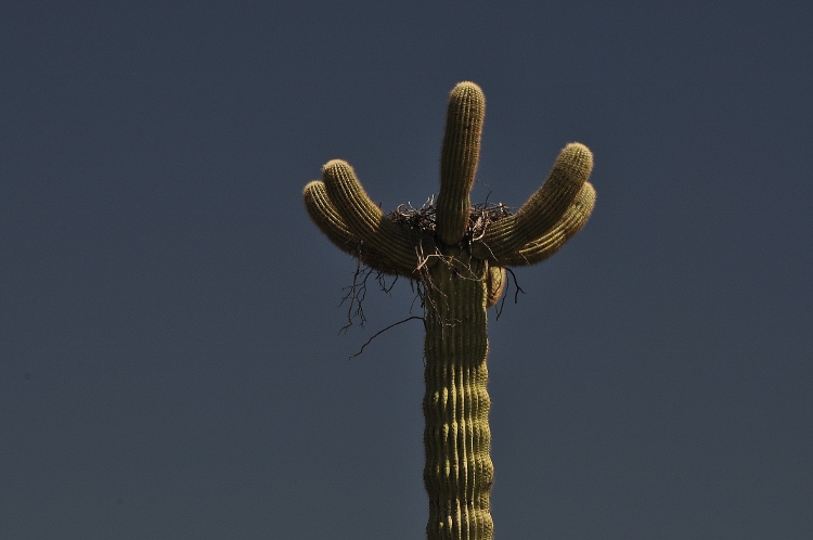 bird nest in saguaro